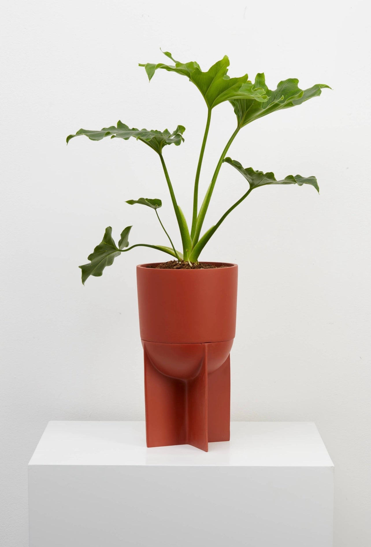 Eros Planter